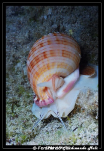 Gasteropod in the bottom of the sea. by Ferdinando Meli 